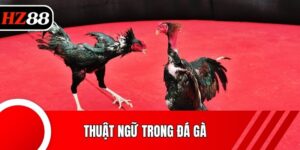 Thuật Ngữ Trong Đá Gà